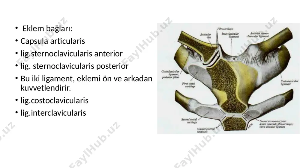 llaterale ulnare: humerus epicondylus med’ten; ulna proc. coronoideus’a eklemi sağlamlaştıran en önemli ligamenttir lig. collaterale radiale: humerus’tan(epicondylus lat.) radius’a(lig. anulare radii) lig. anulare radii: ulna’da incisura radialisin ön ve arka kenarına tutunur radiusun başını tespit eder osteofiröz bir halka oluşur pronasyon-supinasyon esnasında radius bu bant içinde döner lig. quadratum: radius ile ulna arasında chorda obliqua: tuberositas radii’den tuberositas ulnae’ya uzanır membrana interossea antebrachi: radius ile ulna arasında, kemikleri birarada tutar kuvvet aktarımı sağlar üst kısımda kalan açıklıktan a,v interossea post geçer a,v,n interossea ant, mb’nın ön yüzünde ilerler hareketleri: bu eklemin hareketini humeroulnar eklem belirler, radius ta ulna ile hareket eder: transvers eksen etrafında, sagittal düzlemde flexion/extensiyon yapar ext: 180 d fleksiyon, caput radii’nin fossa radialis’e dayanması, ekstansiyon, olecranon’un soffa olecrani’ye dayanması ile sınırlanır. ayrıca radioulnar eklem, distal radioulnar eklem ile birlikte hareket ederek, rotasyon hareketini yapar, el de bu harekete katılır. anatomik pozisyonda, avuç içleri öne bakar, radius ile …