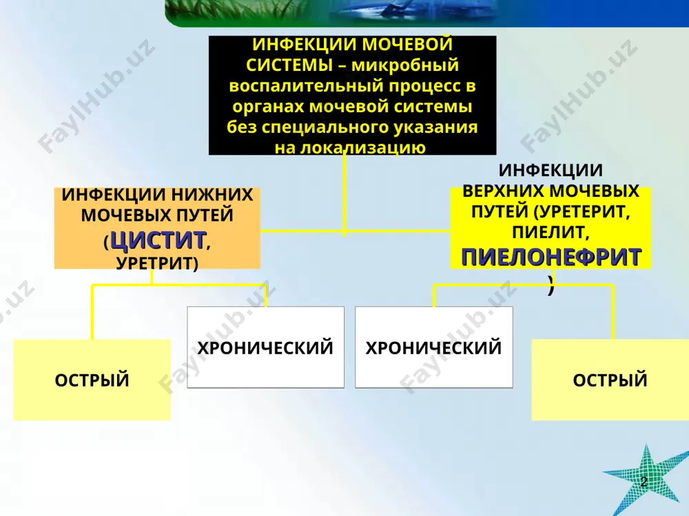 пиелонефрита течение активность функция почек первичный вторичный: обструктивный необструктивный (дизметаболический) смешанный (обструктивный и дизметаболический) острое хроническое активная фаза (разгар): - острый период; - подострый период. неактивная фаза: - клинико- лабораторная ремиссия. активная фаза: - период обострения; - период обратного развития симптомов (стихания) неактивная фаза: - клинико-лабораторная ремиссия сохранна (фпс) нарушена (фпн): - опн - хпн * пиелонефрит острый пиелонефрит – первое манифестное проявление бактериального процесса в интерстиции и члс почки с циклическим течением, обратным развитием и возможным полным выздоровлением. хронический пиелонефрит – диагностируется при сохранении признаков заболевания более 6 месяцев от начала заболевания и/или при наличии 1-2 и более рецидивов в течение 6 месяцев наблюдения от дебюта, или 2-3 и более рецидивов за 12 месяцев. первичный пиелонефрит – микробно - воспалительный процесс в почечной паренхиме, при котором в современных условиях не выявляются причины, способствующие фиксации микроорганизмов в тубуло- интерстициальной ткани почек. * пиелонефрит вторичный пиелонефрит – микробно - воспалительный процесс …