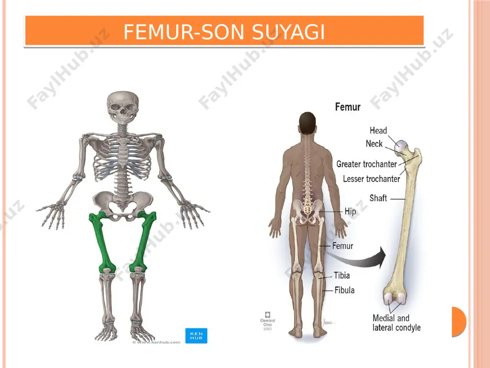 osteologiya - Page 3