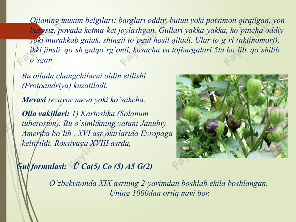 yalpizkabilar sinfchasi – lamidae - Page 4