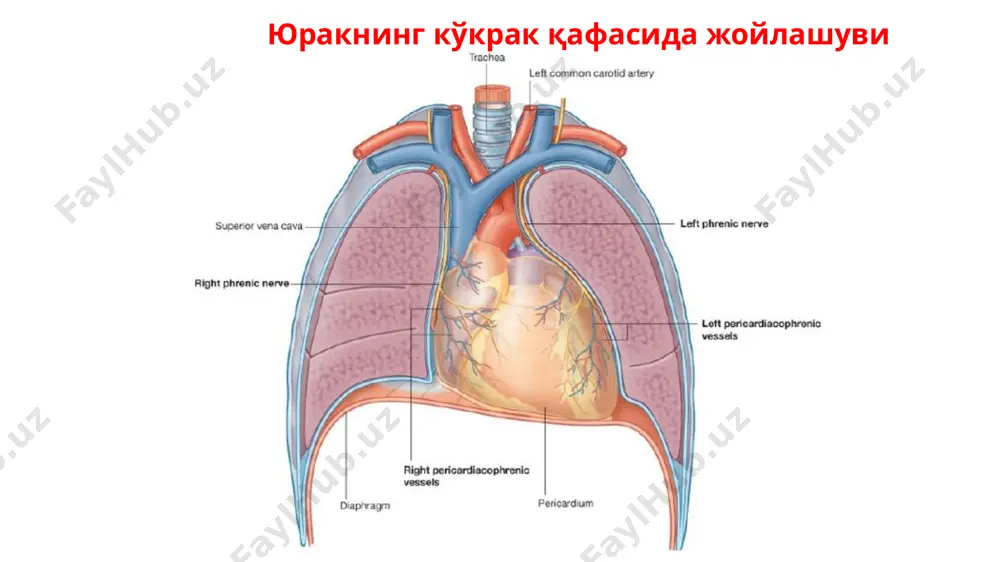 ан valva trunci pulmonalis билан таъминланган бўлиб, клапан қонни ўпка поясидан ўнг қоринчага қайтиб тушишга тўсқинлик қилади. (диастолада). ўпка пояси клапанининг 3 та ярим ойсимон тавақалари бор. улар жойлашувига қараб олдинги тавақа valvula semilunaris anterior ва орқа томондагилари valvulae semilunares dextra et sinistra дейилади. ўнг қоринча ўпка стволи клапанлари юракнинг чап қоринчаси юракнинг чап қоринчаси ventriculus sinister, конус шаклида бўлиб, унинг деворлари ўнг қоринча деворларидан 2-3 марта қалинроқ, чап қоринча деворининг қалинлиги 10-15 мм бўлса, ўнг қоринча девори қалинлиги 5-8 мм. бундай фарқ юрак деворининг мускул пардаси ҳисобига рўй бериб, чап қоринчанинг катта иш бажарилиши билан тушунтирилади. бўлмачалар деворларининг қалинлиги уларнинг вазифасига кўра яна ҳам юпқароқ, (2-3 мм). чап бўлмача ва қоринча орасидаги тешик ostium atrioventriculare sinistrum овал шаклида ва икки тавақали клапан valva atrioventricularis sinistra (mitralis) билан таъминланган. унинг кичикроқ тавақаси quspis posterior олдини каттароқ тавақаси, cuspis anterior дейилади. тавақаларнинг эркин четлари чап қоринчага қараган ва уларга пай ипчалар, …