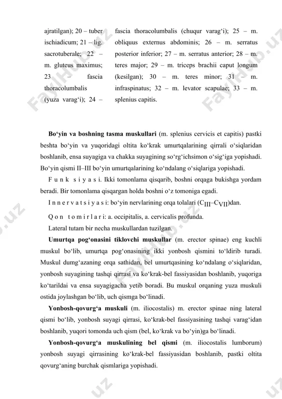 shgan joyidan ichkariroqda) boshlanib, iv–vi bo‘yin umurtqalarining ko‘ndalang o‘siqlari orqa do‘mbog‘iga yopishadi. uzun muskul (m. longissimus) medial holatda joylashgan bo‘lib, ko‘krak, bo‘yin va bel qismlariga bo‘linadi. uzun muskulning ko‘krak qismi (m. longissimus thoracis) dumg‘aza suyagining orqa yuzasidan, bel umurtqalari va pastki ko‘krak umurtqalari ko‘ndalang o‘siqlaridan boshlanib, pastki 9 ta qovurg‘a burchagidan ichki qismlariga, ko‘krak umurtqalarining ko‘ndalang o‘siq uchlariga yopishadi. uzun muskulning bo‘yin qismi (m. longissimus cervicis) i–v ko‘krak umurtqalarining ko‘ndalang o‘siqlari uchidan boshlanib, ii–vi bo‘yin umurtqasining ko‘ndalang o‘siqlari orqa do‘mboqlariga yopishadi. uzun muskulning bosh qismi (m. longissimus capitis) i–iii ko‘krak va iii–vii bo‘yin umurtqalarining ko‘ndalang o‘siqlaridan boshlanib, to‘sh-o‘mrov-so‘rg‘ichsimon va boshning tasma muskullari ostidan ko‘tarilib, so‘rg‘ichsimon o‘siqning orqa yuzasiga yopishadi. qirrali muskul (m. spinalis) ko‘krak va bo‘yin umurtqalarining qirrali o‘siqlari ustida medial holatda joylashgan, uning ko‘krak, bo‘yin va bosh qismlari tafovut etiladi. qirrali muskulning ko‘krak qismi (m. spinalis thoracis) i–ii bel umurtqalari va xi–xii ko‘krak umurtqalarining o‘tkir qirrali o‘siqlaridan boshlanib, i–viii …