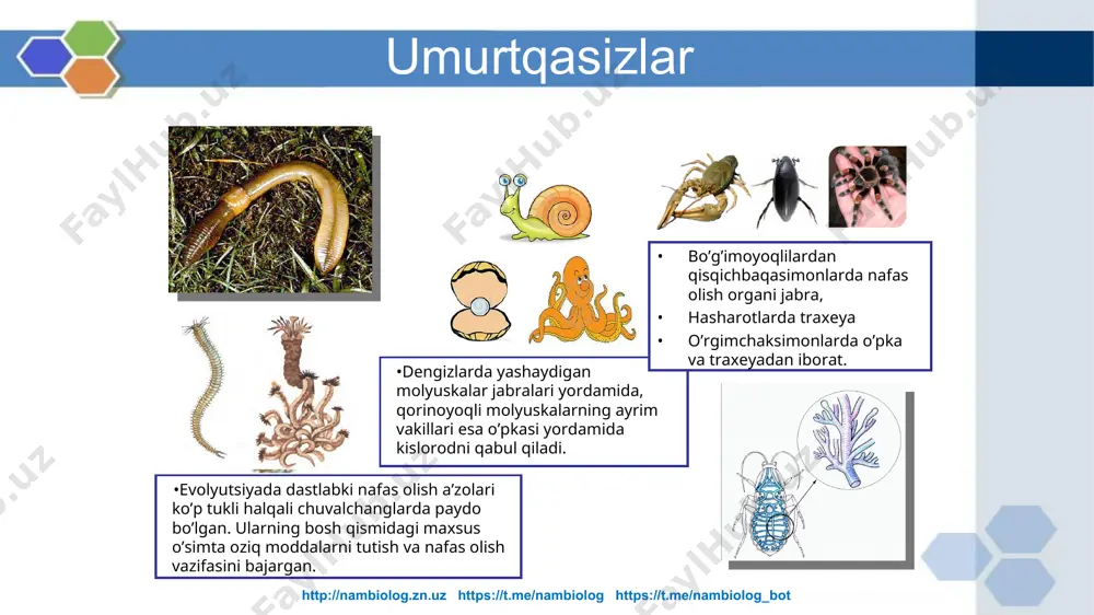 hayvonlarning nafas olish organlari evolutsiyasi - Page 5