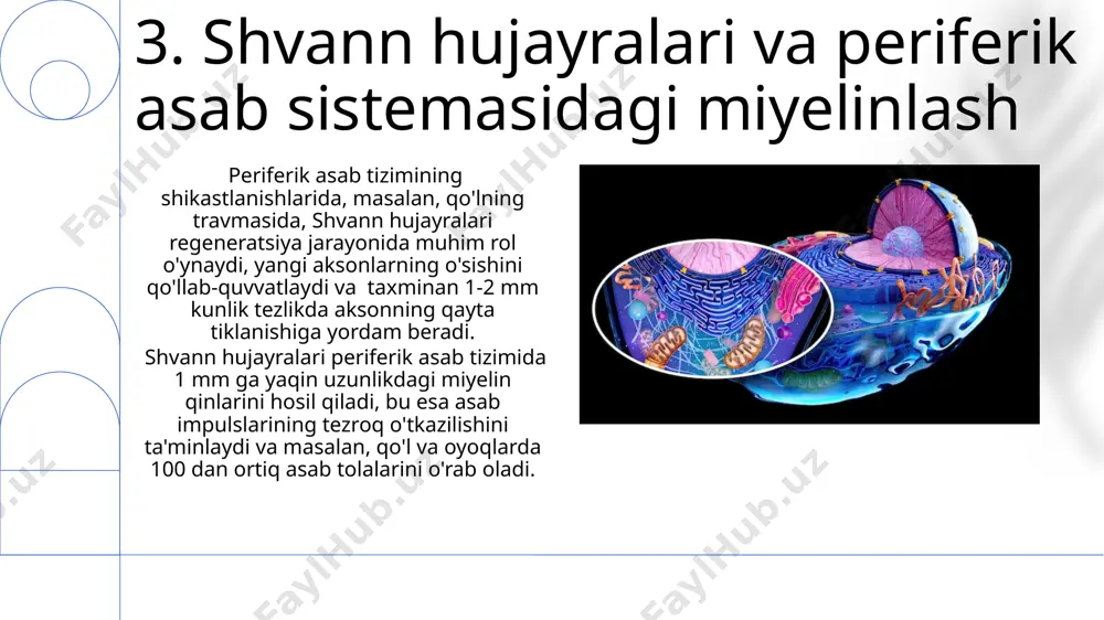 neyrogliya hujayrasining hillari va funktsiyalari - Page 5
