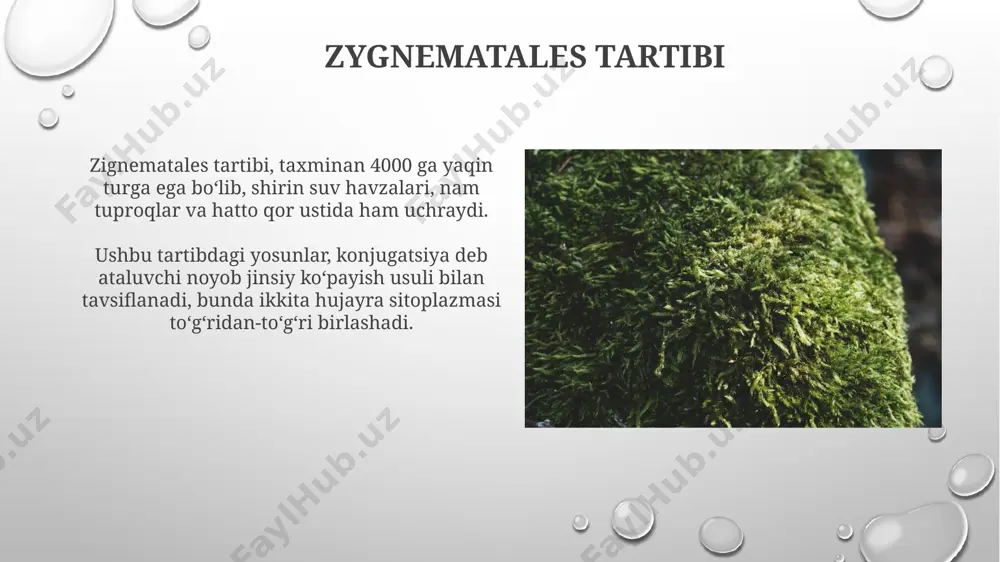 o'lib, har bir qismi o'ziga xos simmetriyaga ega va murakkab bezakli sirt tuzilishiga ega. bu tuzilish mikroskop ostida osongina aniqlanadi. volvox va uning yaqin qarindoshlari volvox va uning yaqin qarindoshlari, masalan, eudorina va pleodorina, ko'p hujayrali koloniyalar hosil qilib, 500 dan 60000 gacha hujayradan tashkil topgan sferik strukturaga ega. volvox koloniyalari, reproduktiv va vegetativ hujayralarni o'z ichiga olib, differensiatsiyaga uchragan hujayralarga ega bo'lib, murakkab ko'p hujayrali tuzilmani namoyish etadi. e'tiboringiz uchun rahmat @taqdimot_robot image3.png image4.jpg image5.jpg image6.jpg image7.jpg image8.jpg image9.jpg image10.jpg image11.jpg image12.jpg image13.jpg image14.jpg image15.jpg image1.png