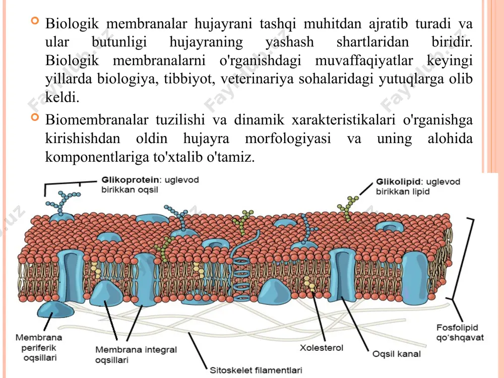 oqsillar molekulyar massasi 10000 dan 240000 (d.) gacha bo'ladi. biologik membranalar bajaradigan vazifalarning turli-tumanligi, ko'pchilik hollarda ulardagi oqsillar mavjudligi bilan bog'liq bo'ladi. gidrofoblik darajasi, gidrofob aminokislotalar qoldiqlari soni va joylashishiga qarab oqsillar qisman yoki butunlay membrananing lipid qatlamiga botirilgan holda bo'ladii. membrana bilan eng zaif bog'langan periferik oqsillar membranada kuchsiz elektrostatik bo'lmagan o'zaro ta'sirlar orqali bo'g'lanadi. membrana lipidlari bilan kuchli bog'langan va lipid qatlamiga botgan oqsillar (integral oqsillar) membrana oqsillarining asosiy massasini hosil qiladi. sutemizuvchilarning turli hujayra membranalari tarkibida oqsil va lipid %. membranalar tarkibining muhim komponentlaridan biri suvdir. membranalar tarkibidagi suv bog'langan, erkin va ushlab olingan turlarga bo'linadi. bog'langan suvning asosiy qismi gidrat qatlamlar suvidir. gidrat qatlamlar lipid molekulalari va oqsillarning qutbli qismlari atrofida hosil bo'ladi. asosiy lipidlarning gidrat qatlamlari odatda 10-12 ta suv molekulasidan iborat. bu suv osmotik jihatdan aktiv emas, u moddalarni erituvchanlik qobiliyatiga ega ham emas. erkin suv membranalar tarkibiga mustaqil faza holida kiradi va suyuq …