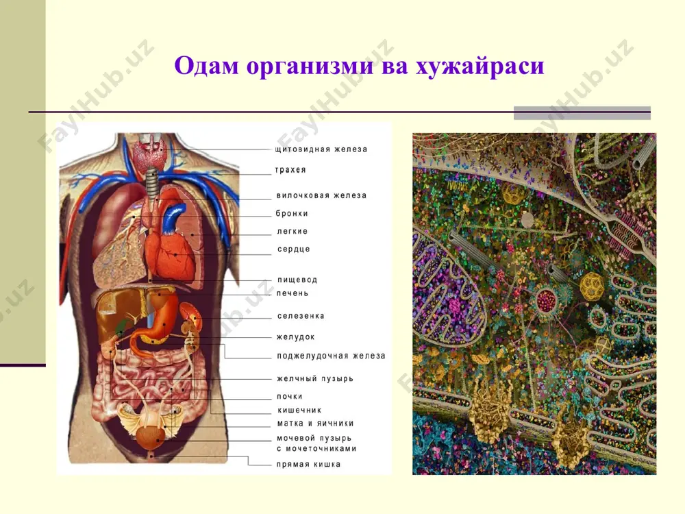 (1982 йилдан), ран академиги (2013). россия федератсияси давлат мукофоти (1997) ва россия федератсияси ҳукумати мукофотлари лауреати (1995, 1999, 2009). роспотреб-надзор эпидемиология марказий илмий-тадқиқот институти директори (1971-2018). и.м.сеченов номидаги биринчи мгму эпидемиология ва далиллар тиббиёти кафедрасининг фахрий мудири, 1997-2008 йилларда унинг мудири. кичик тиббиёт энсиклопедиясининг бош муҳаррири (1991-1996). 2001 йилдан россия соғлиқни сақлаш вазирлигининг бош эпидемиологи. унинг бошчилиги билан 70 дан ортиқ докторлик ва 140 нафар кандидатлик диссертатсиялари бажарилди. ўғли – вадим валентинович покровский, академик (рамн). в.в.покровский (1955) шавахабов шонасир шомансурович (1929-2020) рафаэль александрович каценович (1941-2022) табаррук инсонлар, устозларим * юқумли касалликлар баъзи микроблар организмда узоқ вақт зарар келтирмай яшаши мумкин (сапрофитлар), иммунитет пасайганда улар патоген бактерияларга айланади (шартли патоген микроблар ёки автоинфекциялар) ва эндоген инфекцион касалликларни чақиради. юқумли касалликлар бошка касалликлардан қуйидаги 4 та хусусияти билан фарқ қилади: юқумли касалликларни патоген микроб қўзгатади. бемор касаллик манбаи бўлади ва бошқаларга юқтиради. юқумли касалликлардан кейин иммунитет ҳосил бўлади. юқумли касалликлар цикл билан …