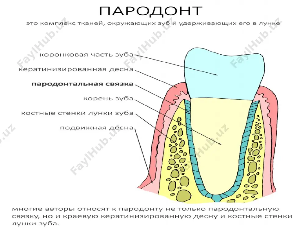 жевательных нагрузок * 4. цемент: по структуре и химическому составу напоминает грубоволокнистую кость. однако, в отличие от кости, цемент не содержит кровеносных сосудов, и его питание осуществляется диффузно из сосудов периодонта. содержание минеральных солей в цементе приближается к таковому в кости и доходит до 50—60% (в основном это фосфаты кальция в виде кристаллов гидроксиапатита). среди органических веществ в цементе преобладает коллаген. * бесклеточный ( первичный) цемент не содержит клеток, имеет нечеткую границу с дентином; развивается в ходе формирования корней первым и покрывает тонким слоем шейку и корень в некоторых зубах полностью (нижние передние резцы). клеточный( вторичный) цемент располагается на апикальной части корней зубов, а также в бифуркации у многокорневых зубов, непосредственно покрывая дентин или располагаясь поверх бесклеточного цемента. клеточный цемент содержит клетки — цементоциты . * функции пародонта: трофическая функция. опорно-удерживающая функция. амортизирующая функция. барьерная функция. пластическая функция. рефлекторная регуляция. * классификация болезней пародонта (1983г): i. гингивит - воспаление десны, …