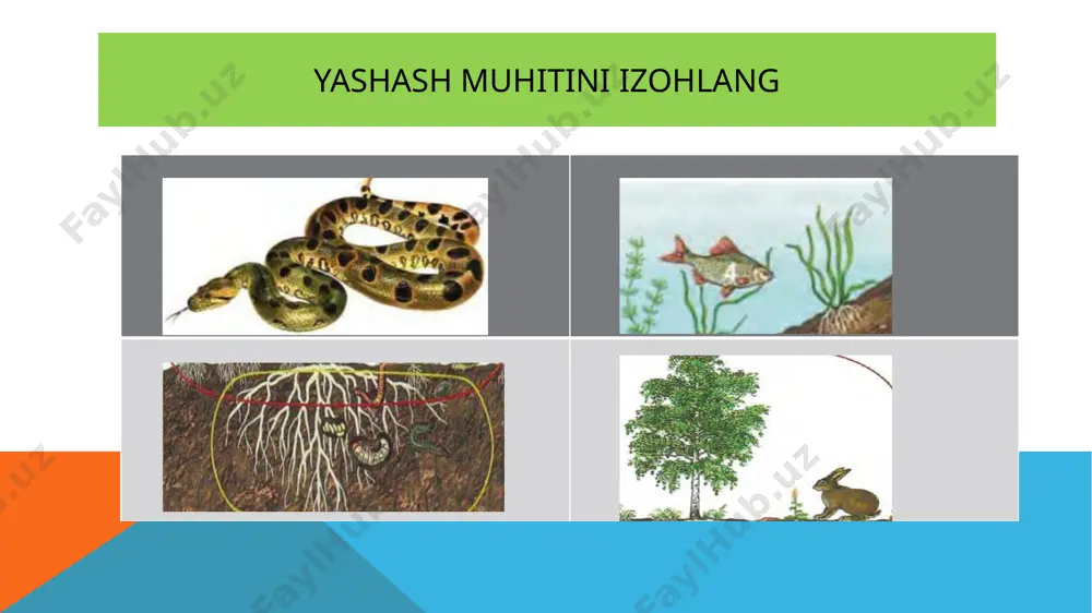 tirik organizmlarning yashash muhitlari - Page 5