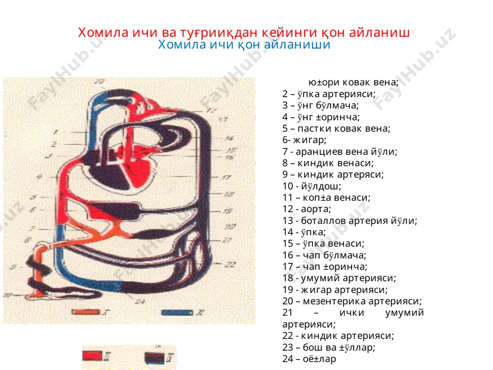 30% учрайди, 3 тури бор: 1) кичик дефектлар, мушак қисмида (толочинова роже касаллиги), 2) юқори дефекти, мембрана қисмида, . образец текста второй уровень третий уровень четвертый уровень пятый уровень бўлмачалар аро тўсиқ дефекти (дмпп) учраши -8-25%. анатомик турлари: 1.иккиламчи тўсиқ дефекти – марказий ёки овал тешикка яқин жойлашади, кўп ва тўсиқ тўла дефекти кузатилади. 2.бирламчи дефектлар тўсиқнинг паст қисмида жойлашади. диагностик мезонлари дмпп систолик шовқин,қисқа паст интенсив, ii чап қобирға оралиғида аритмия, ўтказувчанлик тис тутами ўнг оёқчасида; ii тон ўпка артериясида бўлиниши кўпчилик беморлар 40 ёшгача нобуд бўлишади. 3% ногирон, кичие дефекттларда 5 ёшгача беркилиши мумкин. операция 5-12 ёшда. артериал (боталов)йўл очиқлиги ( %) 1 стад. – систол. атер. босим. ў/а 40% 2 стад. – ўрта гипертензия: систол. артер. босим ў/а 40 – 75% . 3 стад. – кучайган гипертензия: систол. арт.босим ў/п. 75%. 4 стад. – сист. босим ва ў.а. қаршилиги. аускультатив: іі - ііі қ.о. – систолик шовқин, …