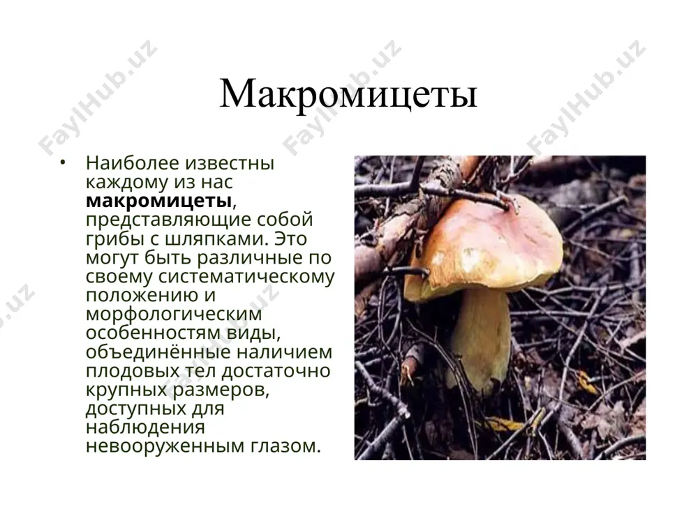 грибы - Page 5