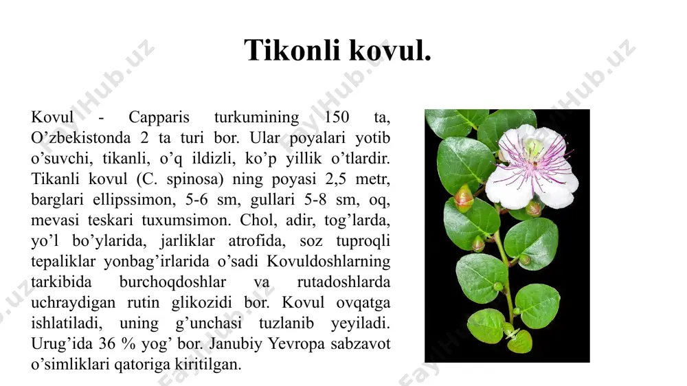 mga mansub 72 turi o’sadi. bu oila vakillari o't, buta va daraxtlardan iborat. barglari oddiy, butun yoki panjasimon o'yilgan. ketma-ket joylashgan, yonbargli. gullari yakka yoki to'pgulda joylashgan, aktinomorf, ikki jinsli, gulkosa va gultojbarglari 5 tadan. gulkosachasi 2 qavatli. gulkosacha barglari 3-12 tagacha bo'lib, erkin yoki tutashib o'sgan. gultojibarglari yirik, erkin va rangli. changchilari ko'p, ikki doirada joylashgan. poyasi tik, monopodial va simpodial shoxlangan. barglari oddiy, uzun bandli,yirik, 3 - 6 -7 bo'lakchali, ikkita yonbargchali. gullari yirik, gultojibarglari och sariq rangli. gultoji 5 ta, erkin. changchisi ko’p, ikki doirada joylashgan. tashqi doiradagi changchilari reduksiyalangan. ginetseyi senokarp, tugunchasi ustki, 3-5 uyali. mevasi 3-5 uyali ko'sak, urug'chi (chigiti)si uzun va qisqa tolalar bilan qoplangan. bizda g'o'zaning 3 turi va uning har xil navlari ekiladi. 1. oddiy g'o'za - gossypium hirsutum gullari och sariq. ko'saklari yirik, 4-5 uyali, chigiti oq tolalar (tuklar) bilan qalin qoplangan. vatani meksika. o'zbekistonda bir nechta navlari ekiladi. 2. misr …