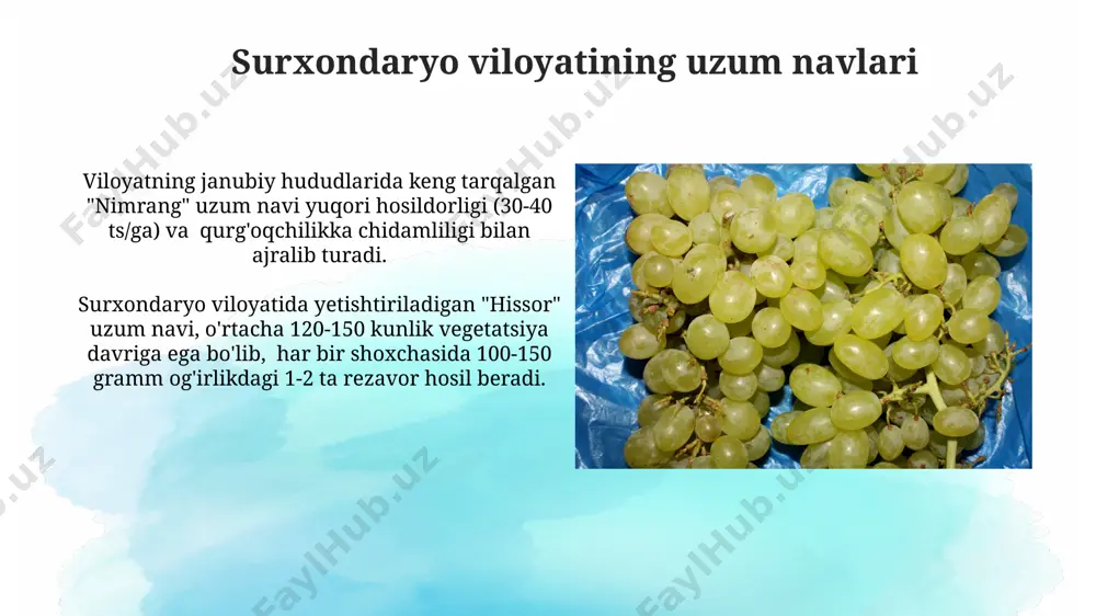 larining tarqalishi tog'li hududlarda, balandligi 1500 metrdan yuqori bo'lgan joylarda, maxsus iqlim sharoitiga moslashgan 20 ga yaqin sovuqqa chidamli uzum navi o'stiriladi, bu navlar asosan kichik fermer xo'jaliklarida yetishtiriladi. markaziy osiyo uchun xos bo'lgan 50 ga yaqin uzum navi faqatgina o'zbekiston hududida saqlanib qolgan, bu ularning genetik xilma-xilligini va o'ziga xosligini ta'kidlaydi. navoiy viloyatining uzum navlari navoiy viloyatida 30 dan ortiq mahalliy uzum navlari yetishtiriladi, ularning 15 tasi sanoat miqyosida qayta ishlanadi. navoiy viloyati uzumzorlarida o'rtacha hosildorlik gektariga 15-20 tonnani tashkil etadi, ammo intensiv texnologiyalar qo'llanilganda bu ko'rsatkich 30 tonnagacha yetishi mumkin. toshkent viloyatining uzum navlari "husayn", "nimrang", "qoraqiz" kabi an'anaviy uzum navlari toshkent viloyatining agroekologik sharoitlariga yaxshi moslashgan. viloyatda uzum yetishtirish maydonlarining 35% dan ortig'i "qizil uzum" va "oq uzum" kabi yuqori hosildor navlar bilan band. xorazm viloyatining uzum navlari xorazm viloyatida 150 dan ortiq mahalliy uzum navi yetishtiriladi, ularning 20 tasi sanoat miqyosida etishtiriladigan yirik navlar hisoblanadi. "hissor" …
