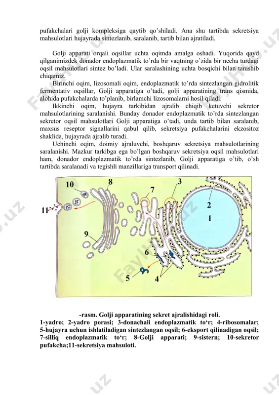 uchun maxsus mexanizmga o’xshash moslama bo’lishi taqazo etiladi. sis bo’limi va diktiosomaning o’rta bo’limiga oqsillarvbo’linmasdan kelib tushadi va modifikatsiyaga uchrab taqsimlana boshlaydi. golji apparatining trans – zonasida oqsillar saralanib, tartib bilan ajraladi. donador endoplazmatik to’rda yangi sintezlangan oqsil molekulalari sis zonasiga o’tib, fosforlanadi. golji apparatining trans bo’limiga o’tib, reseptorlar bilan bog’lanadi va maxsus qobiq bilan o’ralib, kichik pufakchalar hosil qiladi. -rasm. golji kompleksi oqsilni ekspretsiya qilishi golji apparatining trans zonasida birlamchi lizosomalar hosil qiladi. ular o’z navbatida ikkilamchi lizosomalar bilan birlashib, reseptorlardan ajralib boshlaydi, hujayradan chiqishi zarur bo’lgan mahsulotlar, ekzositoz sifatida fosforsizlanadi va gidrolaza bilan aktivlashadi, keyin chiqib ketadi. bo’sh qolgan vizikula pufakchalari golji kompleksiga qaytib qo’shiladi. ana shu tartibda sekretsiya mahsulotlari hujayrada sintezlanib, saralanib, tartib bilan ajratiladi. golji apparati orqali oqsillar uchta oqimda amalga oshadi. yuqorida qayd qilganimizdek donador endoplazmatik to’rda bir vaqtning o’zida bir necha turdagi oqsil mahsulotlari sintez bo’ladi. ular saralashining uchta bosqichi bilan tanishib chiqamiz. birinchi …