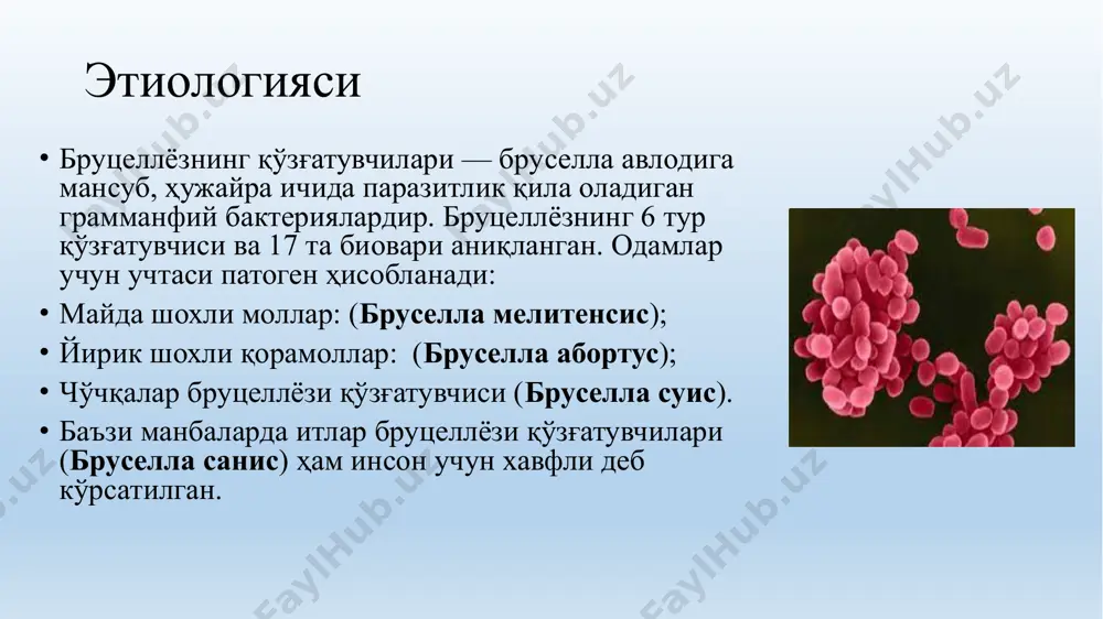 чалик сезувчанлигини тери орасига бруцеллин юбориш билан аниқланади. бунда аллерген юборилган жойда қизариш, шиш, оғриқ кўрилади. шиш 2-6 см бўлган хажмда бўлса синама ижобий ҳисобланади. дифдиагностика ўткир респиратор вирусли инфекция, зотилжам, ку-иситмаси, ревматизм, тиф-паратиф касалликлари, инфекцион мононуклеоз, сил касаллиги даволаш aнтибиотиклар билан даволаш: тетрациклин, стрептомицин, доксисиклин, рифампицин, гентамицин препаратларидан икки ёки учтаси — фақат ўткир бруцеллёзда, ҳужайра ичига кирадиган препаратлар билан бирга (бисептол , нетилмицин). одамларда бруцеллёзни даволашда енг самарали антибиотик фторхинолонлар (сипрофлоксацин, норфлоксацин, офлоксацин) саналади, уларнинг енг самаралиси — флероксацин. мумкин бўлган даволаш схемалари: доксициклин 45 кун + стрептомицин ёки гентамисин 14 кун; доксициклин + нетилмицин (баъзи муаллифлар энг самарали схема деб ҳисоблашади); доксициклин + рифампицин; фторхинолонлар + доксициклин ёки нетилмисин ёки рифампицин; монотерапияда фторхинолонлар; триметоприм / сулфаметоксазол (бисептол) + рифампицин; бруцеллёз 37-80% ҳолатларда сурункали шаклга ўтади, айниқса кеч ёки нотўғри даволанса. юкори даражали интаксикацион синдромида суюкликлар куйиш (дезинтоксикацион терапия). бруцеллёзнинг барча шакилларида в группа витаминлар, никатин ва аскарбин …