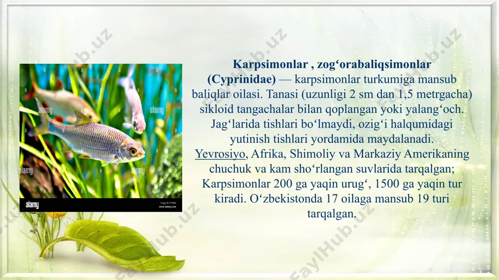 qarashli daryo va koʻllarda,shuningdek, sirdaryo, amurdaryo, zarafshon va murgʻob daryolarida tarqalgan. janubiy dengizlarga quyiladigan daryolarda yarim oʻtkinchi guruhlarni hosil qiladi; dengizning daryo quyiladigan joylarida yashaydi. tuxum qoʻyish uchun daryoga koʻtariladi. 2—5 yoshida jinsiy voyaga yetadi. 98 mingdan 1,8 mln. gacha uvildiriq tashlaydi. aprel — iyul oylarida tuxum qoʻyadi. yelimsimon tuxumlari oʻsimliklarga yopishib turadi. yosh baliqchalar, zooplankton, voyaga yetgan davrida bentosdagi oʻsimliklar va hasharotlar lichinkasi bilan oziqlanadi. moybaliqlar (chalcalburnus) -karpsimonlar oilasiga mansub baliqlar turi. uzunligi 40 sm gacha, vazni 800 g gacha. tanasining qorin va anal suzgichlari oraligʻidagi terisi tangachalar bilan toʻliq qoplanmagan. oʻrta osiyo va yevropa daryolari, tigr va yefrat daryolari havzalarida bir necha turi uchraydi. orol dengizi, sirdaryo va amudaryoning quyi oqimi va zarafshoz darasida orol moybaligʻi kenja turi; kaspiy, azov va qora dengizda oddiy moybaliq tarqalgan. orol moybaligʻi oʻtroq, oddiy moybaliq oʻtkinchi hisoblanadi. m. 2—3 yilda voyaga yetadi; yozda 2,6—23,5 mingtagacha uvildiriq tashlaydi. plankton va baliklar chavogʻi bilan …