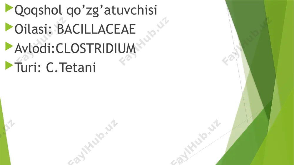 li. sporalar tuproqlarda 1-yilgacha, turli buyumlarda uzoq saqlanadi. sporalar 10-90 daqiqa qaynatilganda, ayrimlari 1-3 soat davomida o’ladi. fenolning5% li eritmasi 8-10 soatda, formalinning 1% li eritmasi 6 soatdan so‘ng o‘ldiradi, boshqa dezinfeksiyalovchi moddalarning faqat yuqori konsentratsiyasi ta’sir etadi. hayvonlarga nisbatan patogenligi. tabiiy sharoitda qoqshol bilan ot va qoramollar kasallanadi. ularning ko’pchiligi qoqshol qo’zg’atuvchisini tashib yuradi. oq sichqon, dengiz cho’chqachasi, kalamush, quyonlar tajriba hayvonlari hisoblanadi. kasallikning odamlardagi patogenezi. kasallik manbai – hayvon va odamlar. kasallik bakteriyasi ular najasi orqali tuproqqa tushib spora holida ko’p yillargacha saqlanib turishi mumkin. kasallik sporalari shikastlangan teri yoki shilliq qavatga tuproq orqali tushadi. kasallik qo’zg ‘atuvchisi chaqaloqlarga kindik yarasi orqali, tuqqan ayollarga yallig‘langan bachadon shilliq qavati orqali kiradi. natijada qoqshol rivojlanadi. spora organizmda vegetativ shaklga o‘tib ko’payadi va ekzotoksin ajrata boshlaydi. ekzotoksin qonga tushadi va qon orqali orqa miyaning harakatlantiruvchi nerv markaziga ta’sir etadi. nerv sistemasining qoqshol bakteriyalari toksinidan zararlanishi natijasida organizmdagi turli muskul guruhlarining tortishishi …