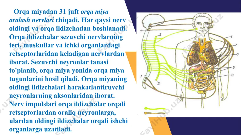 orqa miyaning tuzilishi va funksiyasi - Page 5