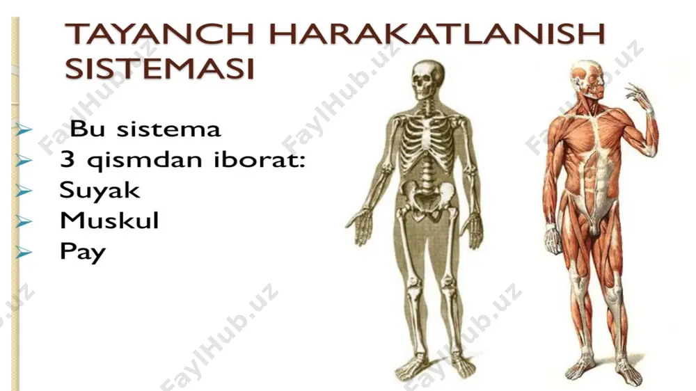 tayanch harakatlanish tizimi - Page 3