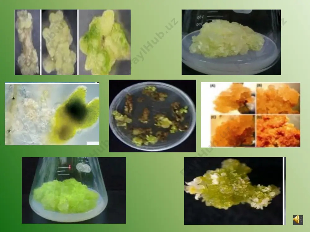 ahsulot an‘anaviy o‘simlik mahsulotlari yangi faol moddalar biotransformatsiya mahsulotlari alkaloidlar fitoviruslar ingibitorlari metildioksin dioksin steroidlar terpenlar va terpenoidlar antikanserogenlar, kompomitsin metol betaninlar,glikozidlar polifenollar polisaxaridlar efir yog‘lari proteinaza ingibitorlari qimmatli oqsillar neomentol geraniol nerol sitronellol tabiiy bo‘yoqlar (pigmentlar) ubixinon maza ta‘m beruvchi qo‘shimchalar,insektitsidlar,latekslar yuksak o‘simliklar hujayralar kulturasidan olingan iqtisodiy muhim mahsulotlar(r.g.buttenko 1999) an‘anaviy o‘simlik mahsulotlari 25 audio1.wav image1.png image2.png audio2.wav image3.png audio3.wav image4.png image5.png image6.png image7.png audio4.wav image8.jpeg image9.png image10.png audio5.wav image11.jpeg audio6.wav image12.png audio7.wav image13.png audio8.wav image14.png audio9.wav audio10.wav image16.png audio11.wav image17.png audio12.wav image18.png audio13.wav image19.png audio14.wav audio15.wav image20.png audio16.wav audio17.wav image21.png image22.png image23.png image24.png image25.png audio18.wav image26.png audio19.wav image27.jpeg image28.png image29.png audio20.wav image30.png audio21.wav image31.png image32.png audio22.wav image33.png image34.png audio23.wav image35.png audio24.wav audio25.wav image36.png audio26.wav image37.png /docprops/thumbnail.jpeg