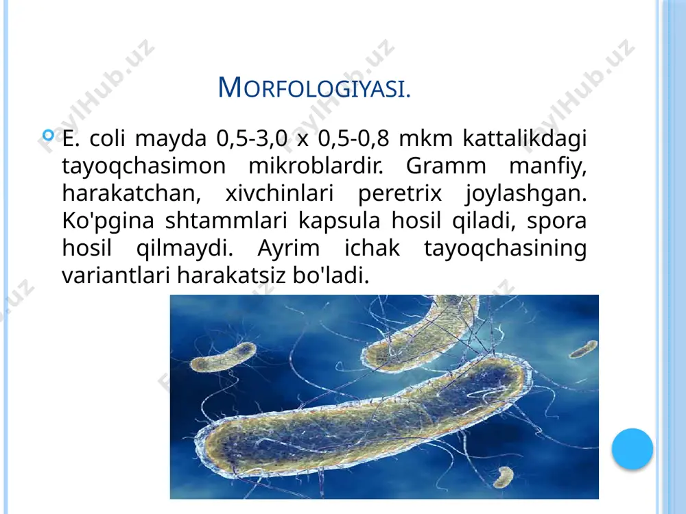 i. toksin hosil qilishi. ichak tayoqchasi, asosan, endotoksin ajratadi. ichak tayoqchasining ayrim enteropatogen shtammlari 2 xil enterotoksin va 4 xil gemolizinlar sintez qiladi. toksin ajratish xususiyati ent- va hyl-plazmidalar orqali nazorat qilinadi. chidamliligi. ichak tayoqchasi tashqi muhitga ancha chidamli. 55°c harorat ta'sirida 1 soatdan so'ng, 60°c issiqlik ta'sirida esa 15 daqiqadan so'ng nobud bo'ladi. tuproqda, suvda 2-3 oygacha saqlanadi, sutda esa faqat saqlanib qolmasdan hatto bo'linib ko'payadi. dezinfeksiyalovchi moddalar (3 %li xloramin, 1:1000 sulema eritmasi) ta'sirida 20-30 daqiqadan so'ng nobud bo'ladi. brilliant yashiliga (zelyonkaga) juda sezgir. infeksiya manbayi. kasal odam infekiya manbayi hisoblanadi. ichak tayoqchasi organizmga tashqi muhitdan tushadi. organizmdagi mavjud ichak tayoqchasi boshqa a'zolarga ham o'tib kasallik keltirib chiqarishi mumkin. tarqalish yo'ii. maishiy oilaviy yo'l orqali - iflos qo'l, idish-tovoq, o'yinchoq, oziq-ovqat va mexanik yo'l - pashsha, suvaraklar orqali tarqaladi. patogenezi. esherixiyalar keltirib chiqaradigan kasalliklarga esherixioz kasalliklar deyiladi. ichak tayoqchasi og'iz orqali organizmga tushsa, u albatta, bolalar va kattalarda …