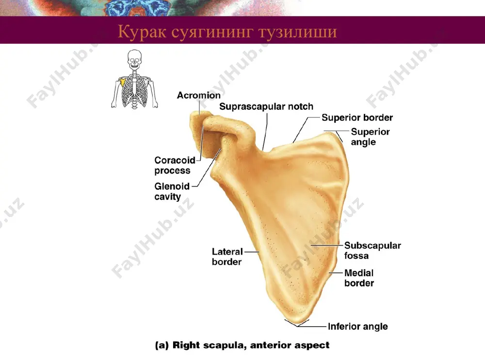 имон суяк os trapezoideum, бошчали суяк os capitatum ва илмокли суяк os hamatum. қўл панжа суяклари figure 8.7a, b кафт суяклари қўл панжа кафт суяклари ossa metacarpi (metacarpalia) 5 дона бўлиб, улар моноэпифизар суяклар ҳисобланади. ҳар бир кафт суягининг асоси, basis, танаси corpus, бошчаси caput фарқ қилинади. ҳар бир суяк рим рақамлари i, ii, iii, iv, v билан белгиланади. бармоқ фалангалари қўл панжа, бармоқ суяклари (фаланглари) ҳам кафт суяклари тузилишига ўхшайдиган, калта найсимон суяклардан иборат. уларнинг ҳам асоси, basis, танаси, corpus, бошчаси caput фарқ қилинади. қўл панжа бармоқ фаланглари ўз жойлашувига кўра бош бармоқда проксимал ва дистал фалангларга, ii, iii, iv, v бармоқ фаланглари проксимал фаланг phalanx proximalis, ўрта фаланг phalanx media ва дистал фаланг phalanx distalis га бўлинади. sc-001-0291