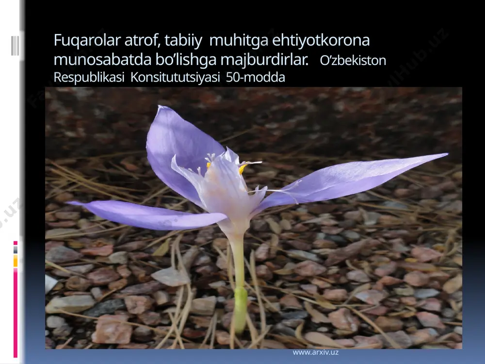 andi. hozirgi kunda botanika bog‘i botanika instituti bilan bitta tashkilot sifatida faoliyat olib boradi. botanika bog‘ining umumiy maydoni 66 ga bо‘lib, toshkent shahrining shimoli-sharqida joylashgan. bog‘ dendrariysi 40 ga maydonni egallagan bо‘lib, sharqiy osiyo, shimoliy amerika, markaziy osiyo, uzoq sharq, yevropa, qrim, kavkaz dendroflora ekspozitsiyalaridan iborat. undan tashqari, dorivor о‘simliklar uchastkasi, biologik, sistematik, karantinli, tajriba-ishlab chiqarish uchastkalari, oranjereya-issiqxona majmui ham mavjud. botanika bog‘i kolleksiyasini daraxt, buta, yarim buta, liana, о‘t va suv о‘tlari о‘simliklarining 4500 turi, shakli, turkumi va navlari tashkil etadi. botanika bog‘i shaharni kо‘kalamzorlashtirish uchun ochiq grunt, shuningdek qishki bog‘lar va ichki interyerlar uchun о‘simliklarning yangi yuqori manzarali turi va shakllarini taqdim etadi. www.arxiv.uz rusanov nomidagi toshkent botanika bog’i www.arxiv.uz o'zbekistonda eng birinchi botanika bog'i 1922 yilda tashkil etilgan va o'sha davrdan buyon o'zining boy tarixiga ega. 2013 yil yakuniga ko’ra, bog'da 4500 turdagi o'simlik to'plami mavjud. o'zbekiston respublikasi vazirlar mahkamasining 2014 yil 12 yanvaridagi qaroriga muvofiq, toshkent …