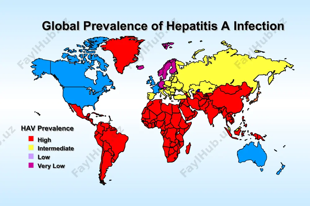 days range 15-50 days jaundice by 14 yrs, 70%-80% complications: fulminant hepatitis cholestatic hepatitis relapsing hepatitis chronic sequelae: none 7 concentration of hepatitis a virus in various body fluids feces serum saliva urine body fluid infectious doses per ml 100 102 104 106 108 1010 10 asymptomatic (anicteric) disease children under 6 years of age, > 90% children from 6-14 years old, 40-50% symptomatic (icteric) disease adults and children over 14, 70-80% clinical variants of hepatitis a infection slide 47 clinical variants of hepatitis a infection hepatitis a infection can result in either an asymptomatic or symptomatic clinical illness. the illness typically has an abrupt onset with symptoms that can include transient fever, malaise, anorexia, nausea, vomiting, abdominal pain, and jaundice. the likelihood of symptoms and jaundice are related to the patient’s age. fewer than 10% of children under 6 years of age have jaundice. in contrast, over two-thirds of …