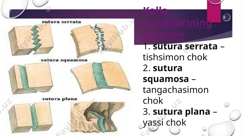 kalla suyaklarining o'zaro birlashuvi - Page 5