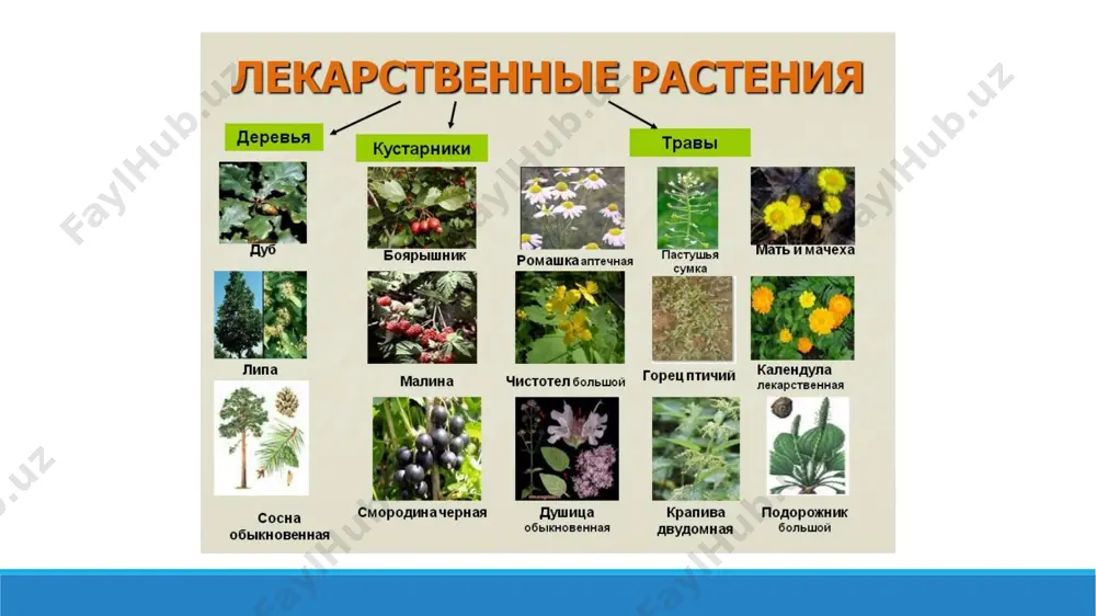 14. использование лекарственных растений в медицине. презентация 11 листов. - Page 4