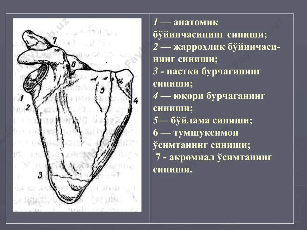 ва жароҳат турларини аниклашда г.а.баиров таснифи қўлланади. бу таснифга асосан жароҳатлар икки гуруҳга бўлинади: бўғим ичидан ва ташқарисидан синиши. бўғим ичидан елка суягининг пастки қисмида бўртиклар узра йўналган синиклар елка суяги бошчасининг эпифизеолизи остеоэпифизеолизи суяк бошчаси ғалтакнинг синиши киради бўғим ташқарисидан синиши булар елка суягининг бўртиклар устидан синиши, елка суяги ички ва ташқи бўртиғининг синиши. жароҳат белгилари. тирсак бўғимида кучли оғриқ бўлади. бемор тирсагини чала букилган ҳолатда ушлайди, ташқаридан қараганда бўғим ўзгаргандек кўринади. силжиган суяк бўлаклари дастлаб теридан туртиб туради, кейин қон қуйилиши натижасида тери таранглашади. тирсак бўғими пайпаслаб кўрилганда суяк бўртиклари, тирсак ўсиғининг баландлиги, елка суягининг ички ва ташқи бўртиқчаси аниқланади. о.в.маркс белгиси елка суяги синиб, унинг чет бўлаги ён томонга силжиганини кўрсатади маркс белгиси елка суяги бўртиқ узра тўлиқ синганда тирсак бўкими оғриши натижасида фаол ҳаракат бўлмайди. тирсак бўғими жароҳатланганда неврологик текширув ўтказилади. рентген текширувига қараб аниқ ташхис қўйилади. асоратлари. елка суяги синганда нерв ва қон томирлари жароҳатланиши …