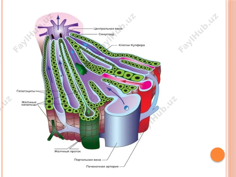 leangiektaziya, "jigar kaftlari" teri qichishi gepatosplenomegali 9 10 11 12 13 14 15 16 jigar patologiyasida klinik ko'rinish nospesifik (holsizlik, charchoq, ishtaha pasayishi anoreksiya) - bemorlarning 60% spesifik - sariqlik - portal gipertenziya - astsitlar - jigar ensefalopatiyasi odatda, sirozisiz surunkali gepatit klinik ko'rinishlar bermaydi. 17 metabolizm kaliy va natriy etishmovchiligi albuminni kamayishi reproduktiv tizimi moyak atrofiyasi ginekomastiya (erkaklar) erektsiya buzilishi nevrologik gepatik ensefalopatiya oshqozon-ichak trakti anoreksiya cungil aynishi, qusish najas o'zgaradi qorin bo'shlig'idagi zerikarli og'riq qizilo'ngach va oshqozon venalari kengayishi qon tizimi qon hujayralari tomonidan buzilishlar ivish buzilishi kasalliklari talok kattalashishi yurak-qon tomir tizimi suyuqlikni ushlab turish periferik shish astsitlar teri sariqlik toshma toshishi 18 jigarning funktsional biokimyoviy sinovlari 1. tsitolitik sindrom: aspartat aminotransferaza asat - 14-47 iu / l (0, 45 mmol / l gacha) alanin aminotransferaza alat - 7-53 iu / l (0,96 mmol / l gacha) gamma-glutamil transpeptididasi ggtp - 20-76 iu \ l (er.); 12 …