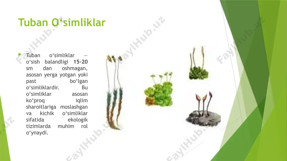 yerlarda koʻplab oʻsganligidan, biroq turli maqsadlar uchun ayovsiz kesib olinishi tufayli kamayib ketganligidan darak beradi. adirlarning yuqori qismida bugʻdoyiq, tak-tak (togʻarpa), andiz, gulxayri kabi boʻyi baland koʻp yillik oʻtlar, toshloq va shagʻalli hamda piyoz turkumiga mansub turlar keng tarqalgan. cho’l o’simliklari bir vaqtlar sayos suvlar ostida boʻlgan joylar — taqirlarda oʻsimliklar juda kamdan-kam uchraydi. baʼzi hollardagina taqir yoriqlaridan chiqib turgan ayrim efemerlar va donni shoʻr kabi oʻsimliklarni koʻrish mumkin. bunday taqirlar qizilqum choʻllarda bor. toʻqaylar daryo (ayniqsa, amudaryo va sirdaryo) qirgʻoqlari boʻylab turlicha kenglik hamda uzunlikda joylashgan. toʻqaylarda, asosan, daraxt, buta va koʻp yillik oʻtlar keng tarqalgan. daraxtlardan turongʻil (teraklar turkumidan), kaptarjiyda, tol turkumining bir qancha vakillari; butalardan yulgʻun; koʻp yillik oʻtlardan shirin miyya, yantoqning ayrim turlari, qamish, erkakqamish, famatsiya kabilar oʻsadi. efemer va efemeroidlar togʻ oldi tekisliklarini, asosan, bir yillik va koʻp yillik oʻtlar qoplagan. bu yerlarda daraxtlar uchramaydi. ayrim butalar esa bahordagi yomgʻir suvlari oqadigan oʻzanlar atrofida uchrab …