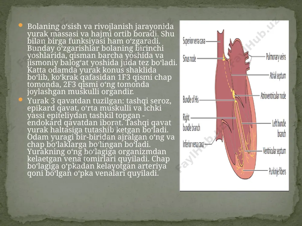qalinlik va strukturadagi uchta qatlamlardan tashkil topgan. endokard • miokard • epikard epikart va perikardning ichki tomomoni orasida ingichka siroz bo’shlig’i yotadi, kam suyuqlik bilan to’lgan bo’ladi. qaysiki perikard qopchasidagi yurakning funksion (ishqalanadigan) harakatini ta’minlaydi. miokard 0.7 sm qalinlikda o’ng qorinchada joylashgan. chap qorinchaning devori, chunki uning yuqori bosimi va ketma-ket ko’tarilgan og’irlik hisobiga o’rtacha 1.4 sm qalinlikda bo’ladi. yurakning o’tkazuvchanlik tizimi impul’s o’tkazilishi va yurak muskul siqilishi bir qancha farqlarni namoyon qiladi. sinus tugunidan atrio qorincha tuginiga boradi undan gis tugini bo’ladi. gis tugini tolasimon yurak sneltiga harakatni boshlaydi va uni qorincha miyokardiga o’tkazadi. u yerda u birinchi tugun sohasi bo’ylab ichki qorincha pardevoriga o’tadi. shuning uchun purkenji tolalari tomonidan taqsimlanadi va bu butun qorincha miyokardi orqali yuz beradi. tojsimon arteriyalar faqat yurak muskulini taminlaydi ular tezda aorta klapani tepasidagi aortadan paydo bo’ladi va ularning yirik tarmoqlari miokard bo’ylab yuboriladi va bu ularning tashqaridan yurak muskuliga kiradigan terminal tarmoqlai …