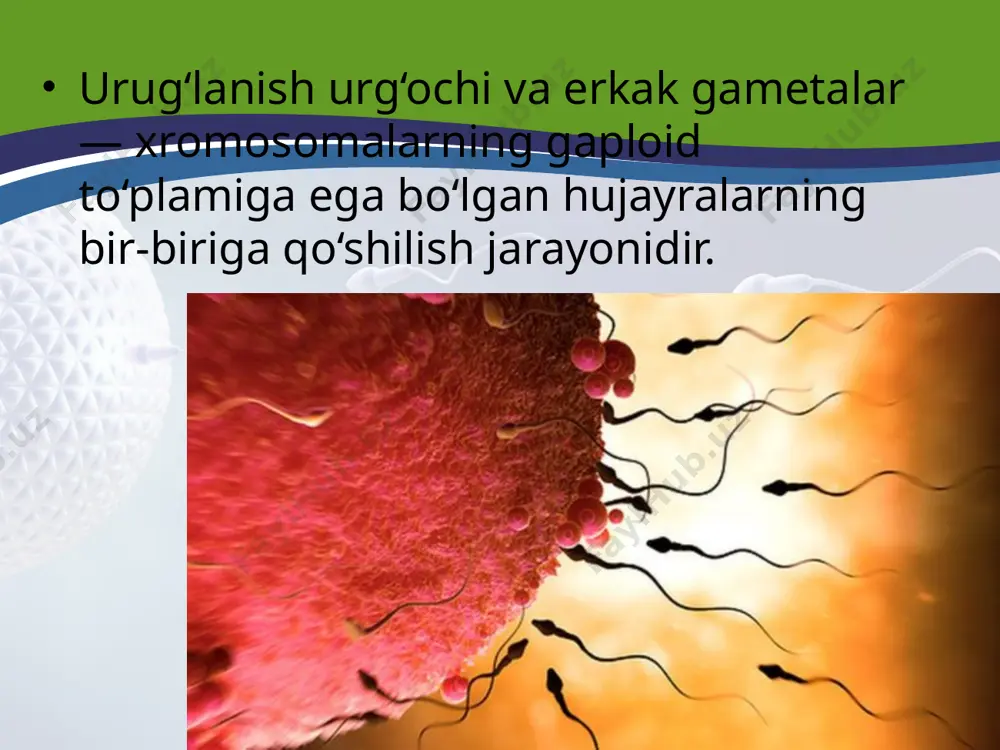 chani vujudga keltiradi. generativ hujayra vegetativ naycha ichida ikkiga bo‘linib, ikkita spermiy hosil qiladi. chang naychalari tez o‘sib, urug‘chidagi tumshuqcha hamda ustuncha ichiga kiradi va tuguncha tomon yo‘naladi. chang naychalari turli tezlikda o‘sadi. lekin shulardan faqat bittasi boshqalaridan o‘zib ketib, tuguncha ichidagi urug‘kurtakka yetib boradi va uning ichiga kiradi. spermiyning biri tuxum hujayra bilan qo‘shilib, diploid zigota hosil qiladi, undan murtak rivojlanadi. ikkinchi spermiy markaziy diploid hujayra bilan qo‘shiladi va natijada yad rosi triploid, ya’ni uchta gaploid xromosoma to‘plamiga ega bo‘lgan yadrol i yangi hujayra bunyodga keladi. undan endosperm rivojlanadi. gulli o‘simliklardagi qo‘sh urug‘lanish hodisasini 1898- yilda akademik s.g. navashin kashf etgan, endospermning triploid tabiatini esa uning o‘g‘li m.s. navashin 1915- yilda ochgan. s.g. navashin m.s. navashin partenogenes. urug‘lanmagan tuxum hujayradan murtakning rivojlanishiga partenogenes deyiladi. partenogenes tabiiy va sun’iy bo‘ladi. tabiiy partenogenes ayrim qisqichbaqasimonlar (dafniya), pardaqanotlilardan (asalari, ari) va o‘simlik shira bitlarida, qisman qushlar (tustovuq)da kuzatiladi. sun’iy partenogenesda urug‘lanmagan tuxum …