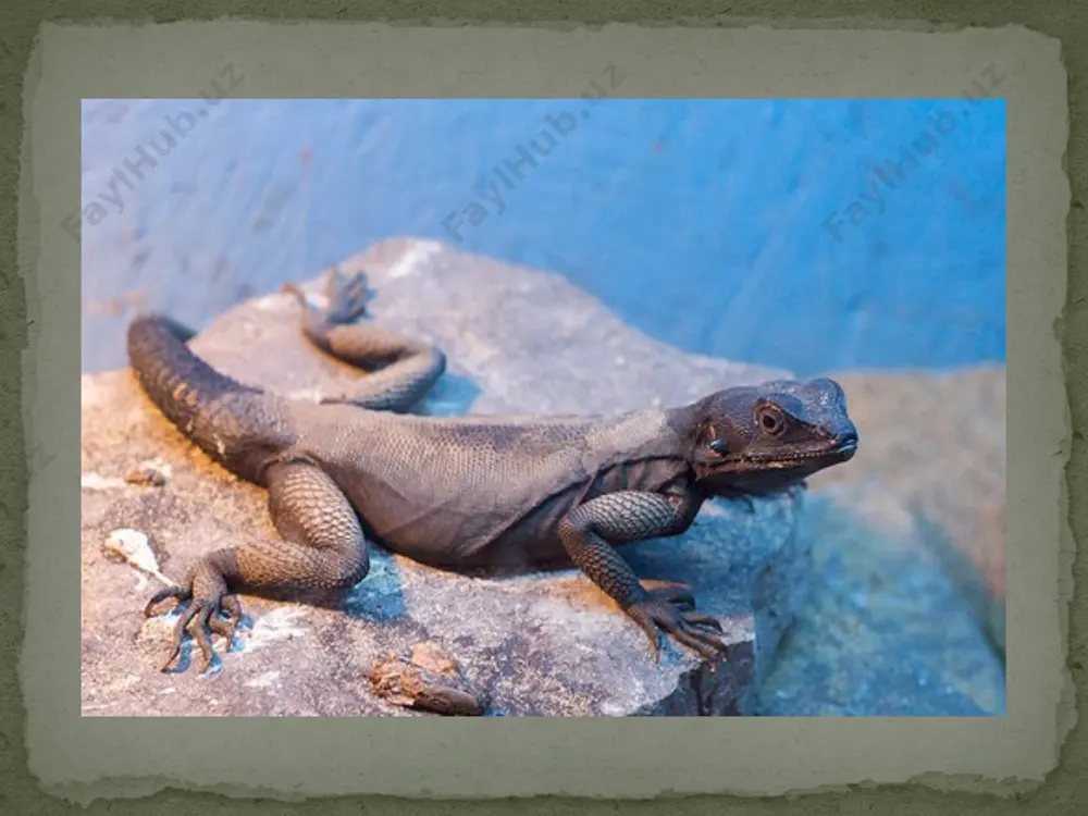 agamalar-agamidae - Page 3