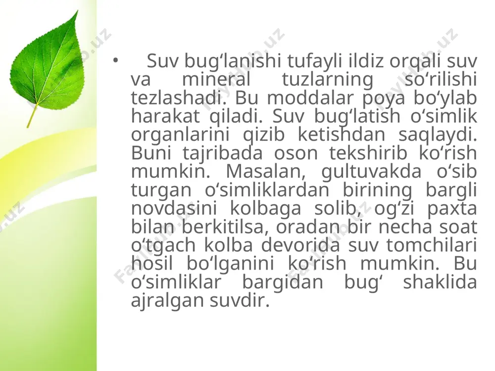 barglarning suv bug‘latishi. 5 - sinf - Page 3