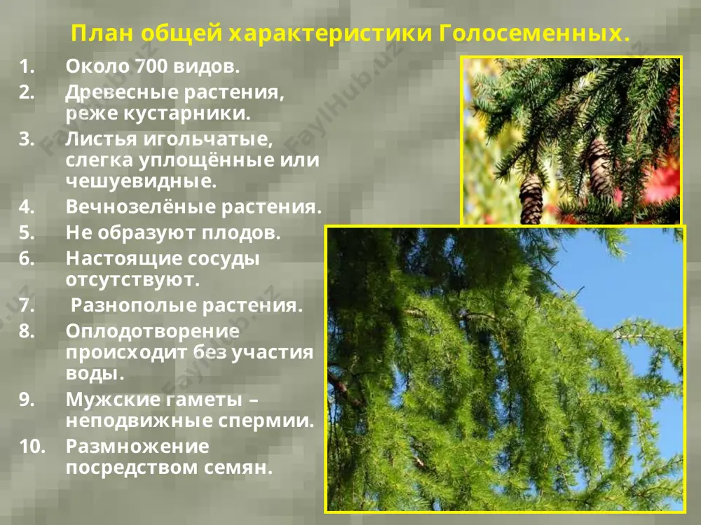 biologiya. golosemennye rasteniya - Page 2