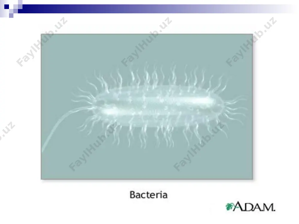 ladi va mikroskop ostida ko'riladi. biologik usulda – oq sichqon yoki dengiz cho'chqasining terisi ostiga 0,1-0,2 ml miqdorda bemordan olingan material (fiziologik eritma bilan 1:10 nisbatda suyultirib) yuboriladi. agar materialda kuydirgi mikrobi bo'lsa, zararlantirilgan hayvonda sepsis boshlanib, u 1-3 kunda o'ladi. kuzatuv 10 kun davom etadi. teri-allergik reaktsiya usulida bemor bilagining terisi orasiga 0,1 ml miqdorda antroksin yuborilib, 24-48 soat davomida kuzatiladi. in'ektsiya qilingan joyda yallig'lanish alomatlari paydo bo'lsa, reaktsiya “musbat” hisob lanadi. qizargan va shishgan joyning diametri 15 mm gacha bo'lsa, reaktsiya engil musbat (+), 15-25 mm bo'lsa musbat (++) va 25-40 mm va undan ortiq bo'lsa o'ta musbat (+++) deb baholanadi. ko'ydirgi mikrobi bilan ifloslangan deb shubha qilingan material (teri, jun, mo'yna va boshqa) larni tekshirish uchun askoli pretsipitatsiya reaktsiyasidan foydalaniladi. davolash bemor albatta kasalxonaga yotqizilib, alohidalanishi kerak. kuydirgini davolashda antibiotiklar (penitsillin, tetratsiklin, levomitsetin, streptomitsin, tsefalosporinlar) yaxshi samara beradi. antibiotiklar bilan bir vaqtda kuydirgiga qarshi immunoglobulin qo'llanadi. engil …