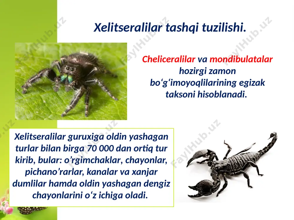 a butinlay qirilib ketgan. bu dengiz chayonlari suvda yashagan. ular dengizda va chuchuk suvlarda yashab ayrim turlari quruqlikda ham yashashga moslashgan. evripteridlar eng yirik bo’g’imoyoqlilar bo’lib ayrim turlari uzunligi 3metrgacha borgan. evripteridlar hozirgi chayonlarga ko’pgina tomonlari bilan o’xshasada ular xanjardumlilarga qarindosh sanaladi. qisqichbaqachayonlarni faqat qazilma qoldiqlari bizgacha yetib kelgan. chayonlar (scorpiones) turkumi. chayonlar turkumiga mansub bo‘lgan o‘rgimchaksimonlar (bularning 600 tacha turi ma’lum) paleozoy erasidan, ya’ni bir necha yuz million yillardan buyon yashab kelayotgan va dastlabki avlodlarining tushilishi va qiyofasini saqlab kelgan bo‘g‘imoyoqlilar bo‘lib, paleozoyning sillurdavrida suvda yashagan avlodlariga ko‘p jihatdan o‘xshash maxluqlardir. chayonlar – tungi hayvonlardir, ular kunduzi tuproq ichidagi yoki tosh-g‘isht kovaklari orasidagi “uyalarida” yotib, kechalari “ov”ga chiqishadi va dumini yuqoriga qayirgan holda tez yugurib harakat qiladi. u yo‘lida uchragan hashoratlar, o‘rgimchak va boshqa mayda hayvonlarni pedipalplari bilan ushlab, yeydi. agarda kattaroq qo‘ng‘iz (hatto, mayda sichqon yoki kaltakesaklar) uchrab qolsa ularni chaqib o‘ldirgach, yeya boshlaydi. och qolgan chayonlar, hatto …