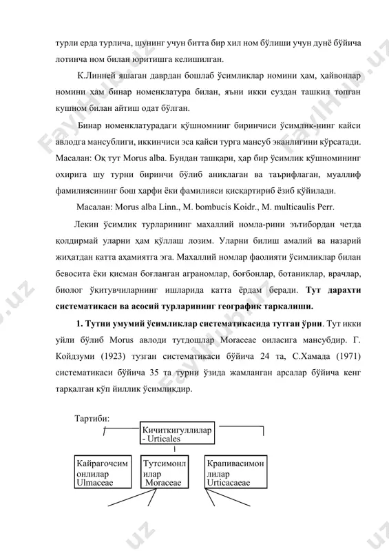 хитой, курия. 16. m. atropurpurea roxb.- жанубий хитой. тутдошлар оиласига кирувчи ўсимликларнинг умумий белгилари қуйидагича: а) танасида сутли ( ширали ) шарбат бўлишлиги б) уруғ муртаги атрофи оқсиллар билан ўралганлиги. тут умумий ўсимликлар системасида а. а. гроссгеймнинг 1945 йилда яратган фелогенетик (кетма- кетлик) системаси бўйича қуйидаги тартибда бўлади. ёпик уруғли - angiosperamae; кичитки гуллилар тутгуллар оиласи - moraceae; тут авлоди - morus. тартиби - urticales; кичитки гуллилар тартибига бир-бирига якин учта оила: кайрагочсимон (ulmaceae), тутсимон (moraceae), крапивасимон (urticaceae) кириб юқоридагича жойлашган. қичитқисимонларга қичитқи ўт (oricales l.) ҳозирги пайтда битта оила рами (bochmeria) колган холос. унинг қичитадиган тукчалари бўлиб одам баданига тегса худди бирон нарса чақиб олгандек бўлади, шунинг учун уни газандагуллилар ҳам деб атайди. гуллари яшил оталиги турт бўлакли, майда, бир жинсли, барг култигида рўвак (попук)лари бўлади. урғочи гулларида битта оналик бўлиб, унинг бир уяли тугунчаси, руваксимон оғизчаси ва ҳар хил узунликдаги тўртта гултевараклиги - баргчаси бўлади. меваси ёнгоксифат. поясидан …