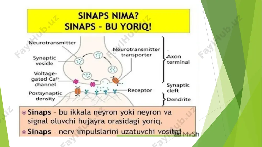 sinapslar turlari tuzilishi va ishlash mexanizmlari - Page 5