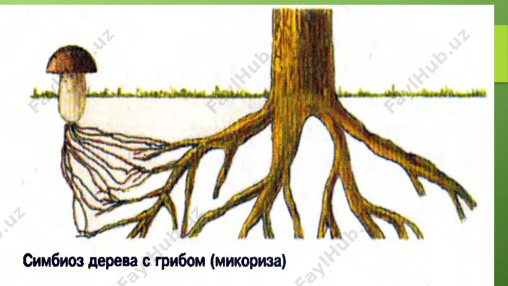 ўрмонда дарахт турларини ўзаро бир-бирига таъсири - Page 5