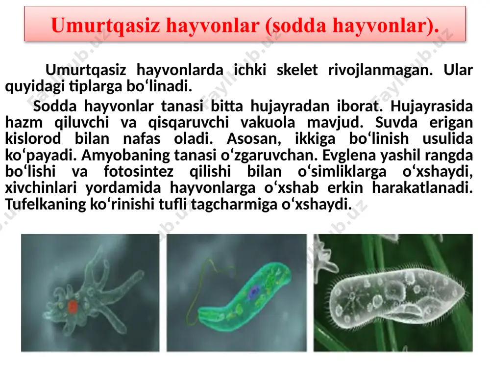 o qisqichbaqasi chuchuk suvda yashaydi, qisqichlari yordamida o‘ljasini tutadi va dushmanidan himoyalanadi. nobud bo‘lgan hayvonlarning qoldiqlarini yeb sanitarlik vazifasini bajaradi. butli o‘rgimchak o‘ljasini ovlash uchun tutqich to‘r to‘qiydi. tutqich to‘ri ikki xil ipdan to‘qilgan bo‘lib, aylanasimon yopishqoq qismiga hasharotlar ilinib qoladi, yopishmaydigan uzunasiga joylashgan ipidan o‘zi harakatlanadi. xulosa umurtqasiz hayvonlar keng tarqalgan organizmlardir. ularni daryo va dengizlarda, tuproq ostida, tashlandiq yerlarda, odam yashayd igan xonadonlarda, havoda uchib yurgan holatda ko‘rishimiz mumkin. rivojlanish jarayonida umurtqasiz hayvonlar yashash muhitiga moslashib borgan. mustahkamlash 1. regeneratsiya nima? 2. qaysi tip vakillari parazit usulda oziqlanadi? 3. qaysi organizmdan boshlab qon aylanish sistemasi vujudga kelgan? 4. sakkizoyoq qaysi tipga kiradi? 5. tashqi skeleti xitin bo‘lgan organizmlarni aniqlang. 6. qaysi hayvon tutqich to‘ri yordamida ozuqasini tutadi? vazifa o`tilgan mavzuni o`qib konspektlashtirish va mavzu so`ngidagi savollarga javob yozish. the end. thank you very much! image1.png image2.emf image3.emf image4.emf image5.emf image6.emf image7.emf image8.emf image9.emf image10.emf image11.emf image12.emf image13.emf /docprops/thumbnail.jpeg