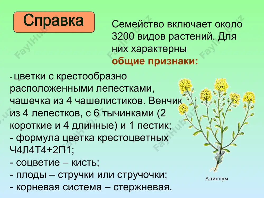 семейство крестоцветные - Page 2