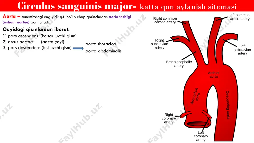 shuvchi qism) 3) pars descendens (tushuvchi qism) • joylashishi: th4 – l4 sohada joylashgan • qismlari: (diafragmaga nishbatan) - pars thoracicae aortae (17 sm uzunlikda 18-20 mm diametr) - pars abdominalis aortae (13-14 sm uzunlikda, 17-19 mm d) • l4 sohada bifurkatsiya hosil qiladi - a. iliaca dextra - a. iliaca sinistra - a. sacralis mediana aorta thoracica aorta abdominalis circulus sanguinis major- katta qon aylanish sitemasi aorta – tanamizdagi eng yirik q.t. bo’lib chap qorinchadan aorta teshigi (ostium aortae) boshlanadi. quyidagi qismlardan iborat: 1) pars ascendens (ko’tariluvchi qism) 2) arcus aortae (aorta yoyi) 3) pars descendens (tushuvchi qism) 3) pars descendens (tushuvchi qism) • joylashishi: th4 – l4 sohada joylashgan • qismlari: (diafragmaga nishbatan) - pars thoracicae aortae (17 sm uzunlikda 18-20 mm diametr) - pars abdominalis aortae (13-14 sm uzunlikda, 17-19 mm d) • l4 sohada bifurkatsiya hosil qiladi - a. iliaca dextra - a. iliaca sinistra - …