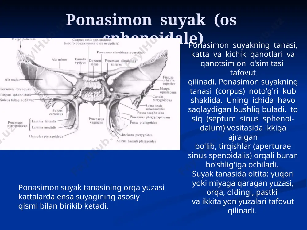 gan. o'simta ichida so'rg'ichsimon katakchalar (cellulae mastoideae) bo'lib, ular so'rg'ichsimon g'or (antrum mastoideum) vositasida o'rta quloqqa qo'shilib turadi. o'simtaning ensa suyagi bilan birikadigan joyda so'rg'ichsimon teshik (foramen mastoideum) ko’rinadi. chakka suyagi ichidagi kanallar uyqu kanali (canalis caroticus) orqali ichki uyqu arteriyasi o'tadi. u piramidaning pastki yuzasidagi kanalning tashqi tirqishidan boshlanib yuqoriga va oldinga yo'naladi hamda ichki tirqish bilan kalla ichiga kiradi. mushak-nay kanali (canalis musculotubarius) piramidaning oldingi chekkasi bilan palla qismi o'rtasidagi burchakdan boshlanib orqaga va yon tomonga yo'naladi, uni bo'ylamasiga gorizontal joylashgan to'siq ikki yarim kanalga ajratadi. ustki nog'ora pardani taranglovchi mushak yarim kanalida (semicanalis musculi tensoris tympani) shu nomli mushak yotadi. pastki eshituv nayi yarim kanali (semicanalis tubae auditivae) eshituv nayining suyak qismini hosil qiladi. ikkala yarim kanal ham nog'ora bo'shlig'ining oldingi devoriga ochiladi. chakka suyagi ichidagi kanallar yuz nervi kanali (canalis facialis) ichki eshituv yo'lining tubidan boshlanib, orqadan oldinga gorizontal yo'naladi. katta toshsimon nerv tirqishi sohasida to'g'ri …