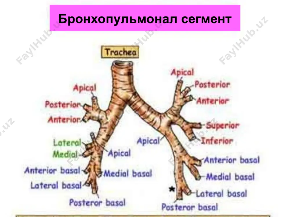 ўпка сурункали носпецифик йирингли касалликлари - Page 5