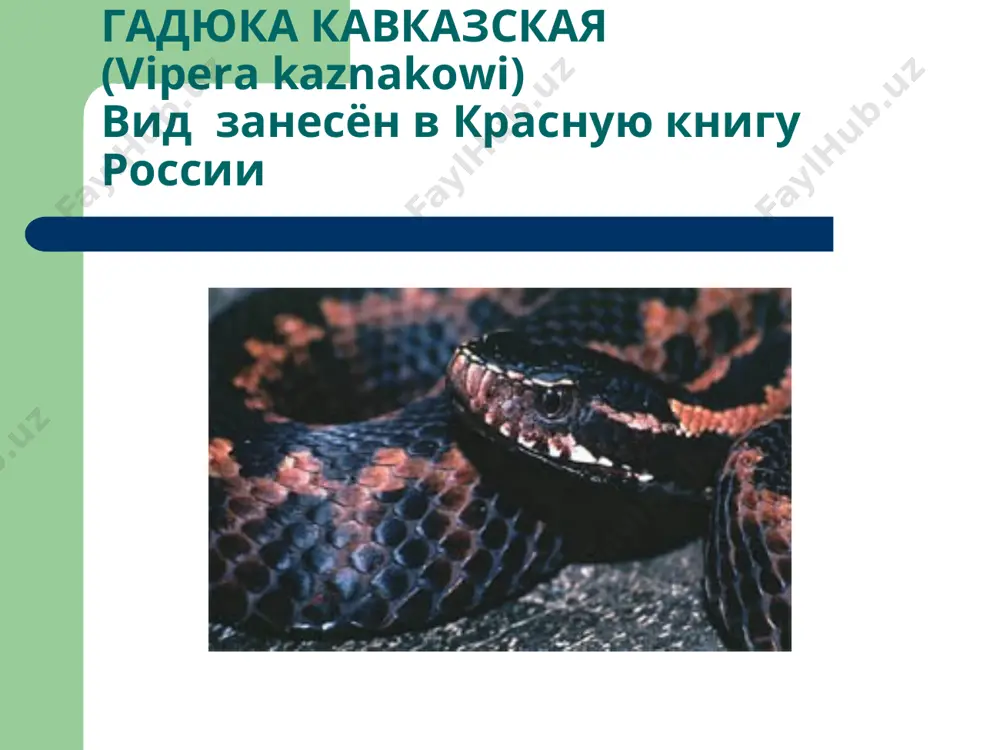 растения и животные красной книги - Page 4