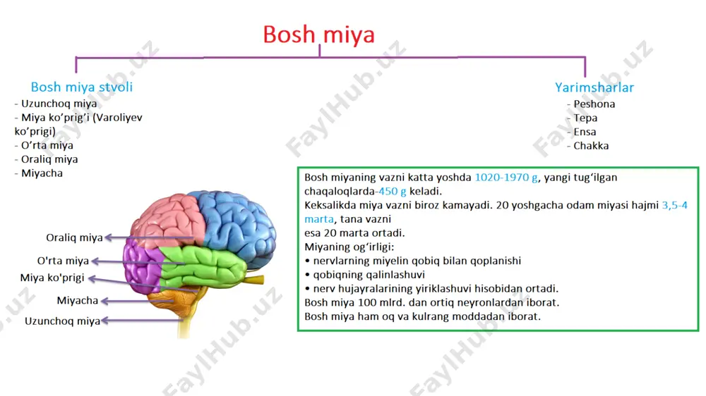 a odamlarda bir-xil, ammo chuqurligi va tarmoqlanishi har xil bo’ladi. mikroskopik 6 qavat hujayradan tashkil topgan. yuza sathi: 1468-1670 sm² vazifasi jihatdan 3 ta zonaga bo’linadi: sezish, harakat va assotsiativ. sezish zonasi - sezgi organlarining oliy markazi hisoblanadi. po’stloqning ensa qismi ko’rish, chakka qismi eshitish, peshana qismining osti ichkari sohasi hid bilish, tepa qismning oldingi markaziy pushtasi harakat va orqa pushtasi tana terisining sezgi markazlari. harakat zonasi – muskullar, paylar, bo’g’imlar va suyaklarning ishini ixtiyoriy ravishta tartibli boshqaradi. assotsiativ zona – to’qima va organlar bilan nerv yo’llari orqali bog’lanmagan, miyaning turli qismlarini bog’laydi. ensa qismida ko’rish chakka qismida eshitish peshana qismining ostki ichkari sohasida hid bilish tepa qismidagi oldingi markaziy pushtasida harakat tepa qismidagi orqa markaziy pushtasida tana terisining sezgi markazi chap o’ng yarimshar yarimshar nerv sistemasining funksiyasi reflektorlik o’tkazuvchanlik retseptor sezuvchi neyron oliy markaz harakatlantiruvchi neyron ishchi organ nerv sistemasining kasalliklari nevralgiya – sezuvchi nerv tolalarining yallig’lashi. kuchli og’riqlar …